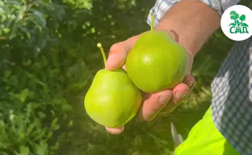 Превью видео