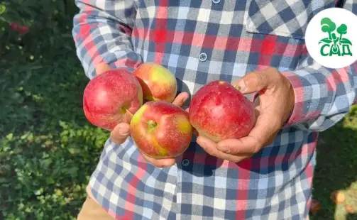 Превью видео