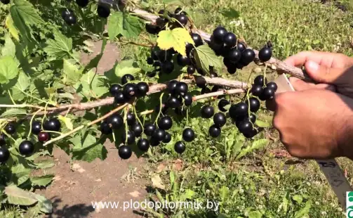 Превью видео