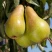 Груша КОНКОРД в Тольятти