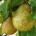 Груша ГЕНЕРАЛ ЛЕКЛЕРК в Тольятти