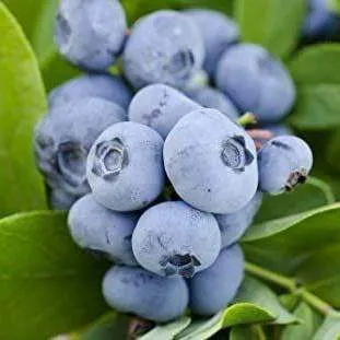 Ранние сорта Ранние сорта в Тольятти