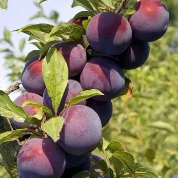 Поздняя Поздняя в Тольятти