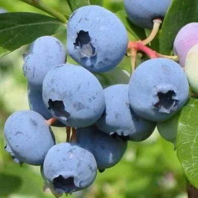 Поздние сорта Поздние сорта в Тольятти