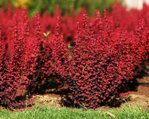 барбарис красный.jpg барбарис красный.jpg