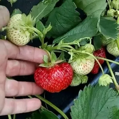 Клубника КИМБЕРЛИ в Тольятти