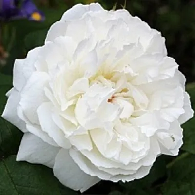 Саженцы роз ВИНЧЕСТЕР КАФЕДРАЛ английская  Саженцы роз ВИНЧЕСТЕР КАФЕДРАЛ английская в Тольятти