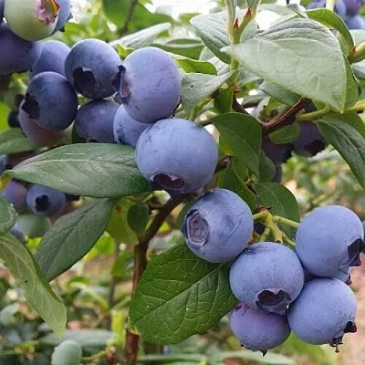 Голубика БЛЮГОЛД в Тольятти