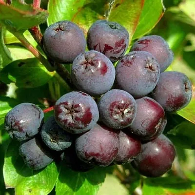 Рябина ЛИКЁРНАЯ сладкоплодная  Рябина ЛИКЁРНАЯ сладкоплодная в Тольятти