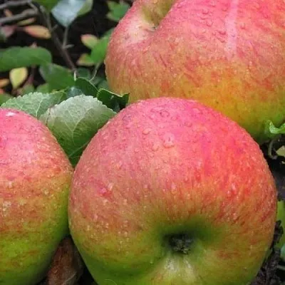 Яблоня ЯБЛОЧНЫЙ СПАС  Яблоня ЯБЛОЧНЫЙ СПАС в Тольятти