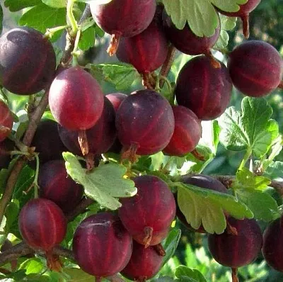 Крыжовник ХИННОМАКИ РОТ  Крыжовник ХИННОМАКИ РОТ в Тольятти