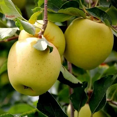 Яблоня ГОЛДЕН ВЛАДИМИРСКИЙ  Яблоня ГОЛДЕН ВЛАДИМИРСКИЙ в Тольятти