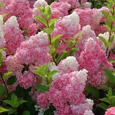 Гортензия МЕЛЬБА ФРАЙЗ метельчатая в Тольятти