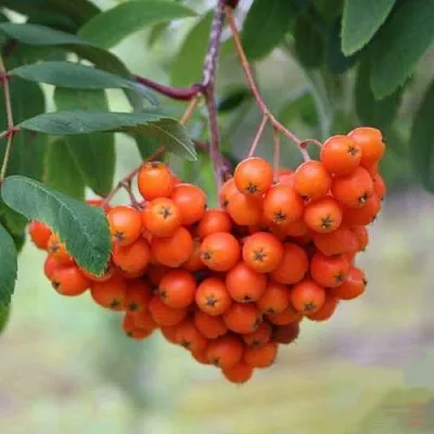 Рябина ВЕФЕД сладкоплодная  Рябина ВЕФЕД сладкоплодная в Тольятти