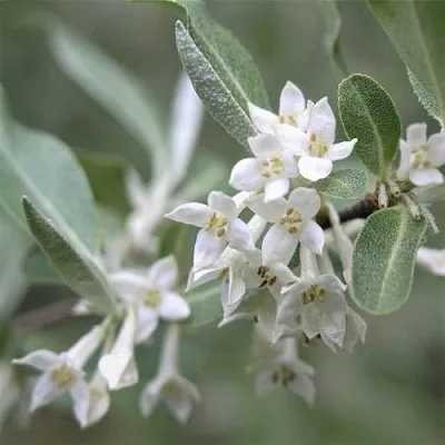 ЛОХ СЕРЕБРИСТЫЙ  ЛОХ СЕРЕБРИСТЫЙ в Тольятти