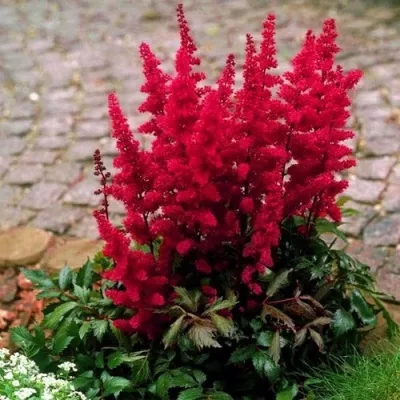 Астильба ГЛАТ Арендса — описание сорта Астильба ГЛАТ Арендса в Тольятти