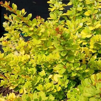 Барбарис СЕНСЕЙШЕН тунберга  Барбарис СЕНСЕЙШЕН тунберга в Тольятти