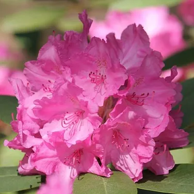 Рододендрон ЛУМИНА  Рододендрон ЛУМИНА в Тольятти