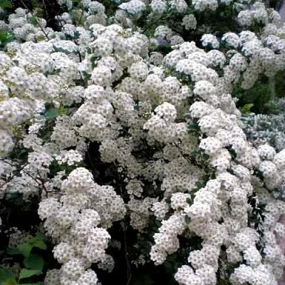 Спирея ВАНГУТТА  Спирея ВАНГУТТА в Тольятти