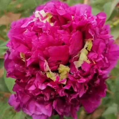 Пион ПОЛЕТ ЛАСТОЧКИ древовидный в Тольятти