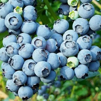 Голубика ПУРУ в Тольятти