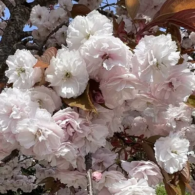 Сакура ШИРОФУГЕН  Сакура ШИРОФУГЕН в Тольятти