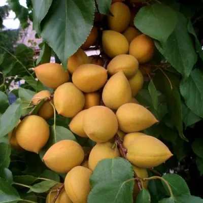 Абрикос МАНИТОБА — описание сорта Абрикос МАНИТОБА в Тольятти