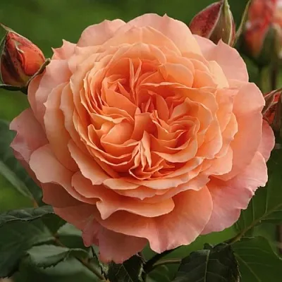 Саженцы роз БЕЛЬВЕДЕР шраб  Саженцы роз БЕЛЬВЕДЕР шраб в Тольятти