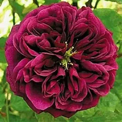 Саженцы роз ЗЕ ПРИНЦ английская  Саженцы роз ЗЕ ПРИНЦ английская в Тольятти