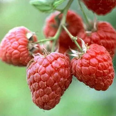 Малина ХЕРИТЕЙДЖ  Малина ХЕРИТЕЙДЖ в Тольятти