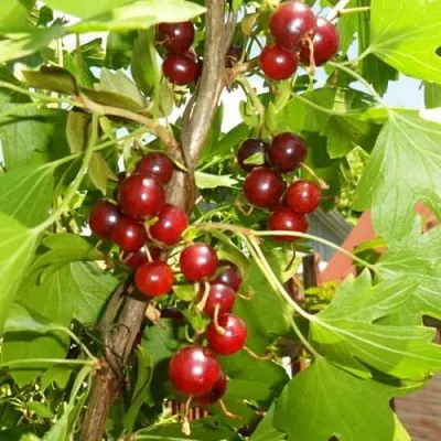 Смородина золотистая ВИШНЕВАЯ  Смородина золотистая ВИШНЕВАЯ в Тольятти