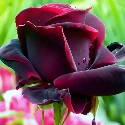 Саженцы роз ЧЕРНЫЙ ПРИНЦ чайно-гибридная в Тольятти