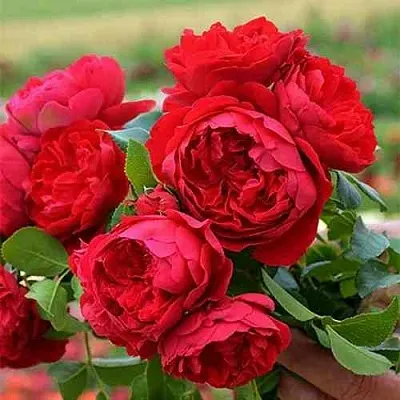 Саженцы роз ФЛОРЕНТИНА плетистая  Саженцы роз ФЛОРЕНТИНА плетистая в Тольятти