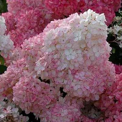 Гортензия САНДЕЙ ФРАЙЗ метельчатая в Тольятти