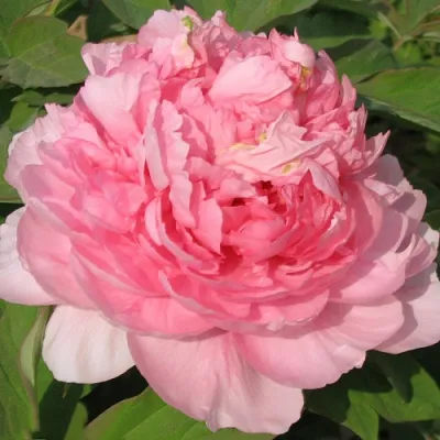 Пион ИМПЕРАТОРСКАЯ НАЛОЖНИЦА древовидный в Тольятти