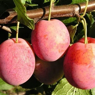 Слива ВИКТОРИЯ в Тольятти