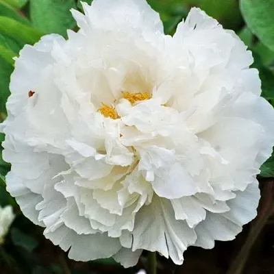 Пион БЕЛЫЙ СНЕГ древовидный в Тольятти