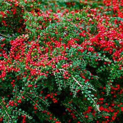 Кизильник горизонтальный  Кизильник горизонтальный в Тольятти