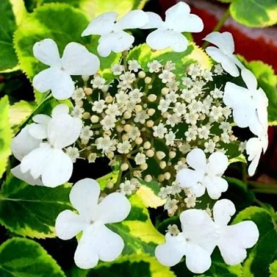 Гортензия МИРАНДА черешковая в Тольятти