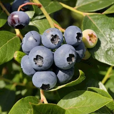 Голубика ШАНТЕКЛЕР в Тольятти