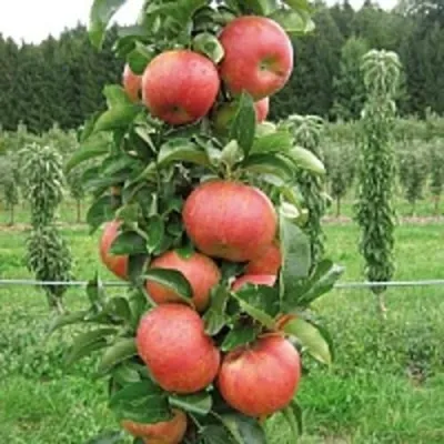 Яблоня ЯНТАРНОЕ ОЖЕРЕЛЬЕ колонновидная — описание сорта Яблоня ЯНТАРНОЕ ОЖЕРЕЛЬЕ колонновидная в Тольятти