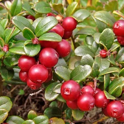 Брусника садовая АМЕРЛАНД  Брусника садовая АМЕРЛАНД в Тольятти