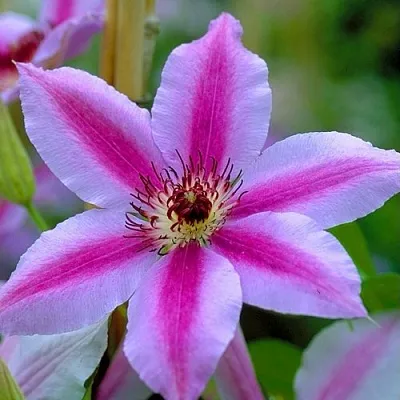 Клематис НЕЛЛИ МОЗЕР  Клематис НЕЛЛИ МОЗЕР в Тольятти