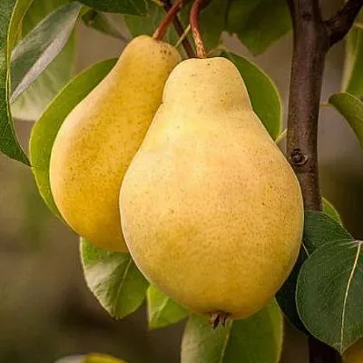 Осенние сорта  Осенние сорта в Тольятти