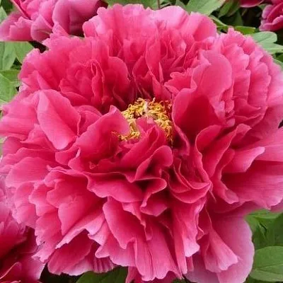 Пион КОРОЛЕВСКИЙ ЦВЕТОК древовидный в Тольятти