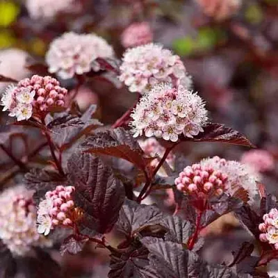 Пузыреплодник АНДРЕ   Пузыреплодник АНДРЕ  в Тольятти