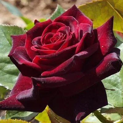 Саженцы роз БЛЭК БАККАРА чайно-гибридная в Тольятти