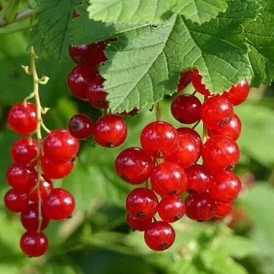 Смородина красная РОНДОМ  Смородина красная РОНДОМ в Тольятти