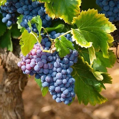 Виноград ЗИЛГА  Виноград ЗИЛГА в Тольятти