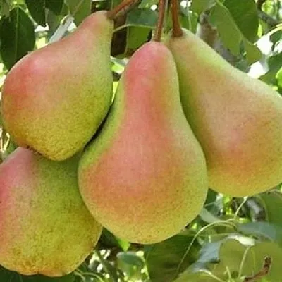 Груша ЛЕСНАЯ КРАСАВИЦА  Груша ЛЕСНАЯ КРАСАВИЦА в Тольятти